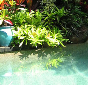 Swimming Pool Landscaping